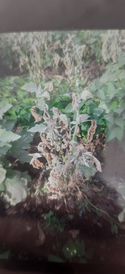 ورق الباذنجان بيعمل كدا